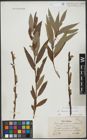 Foto von Salix triandra L. x Salix viminalis L.